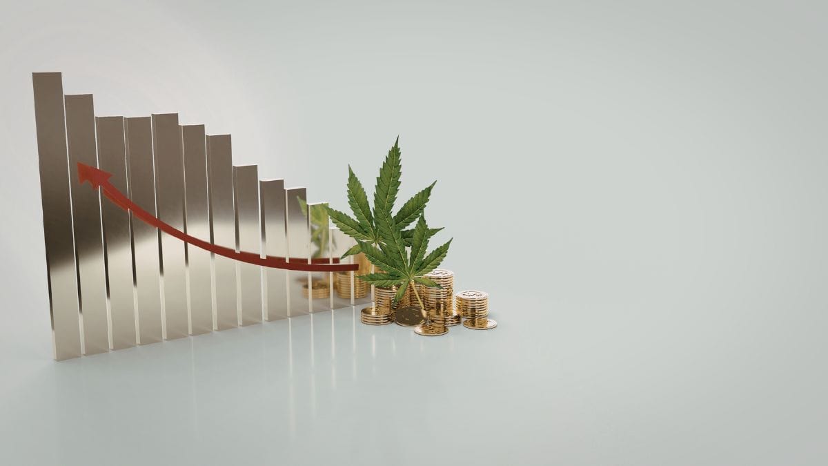 Reforma da legislação pode ampliar presença de empresas multiestaduais no varejo de cannabis | CanvaPro