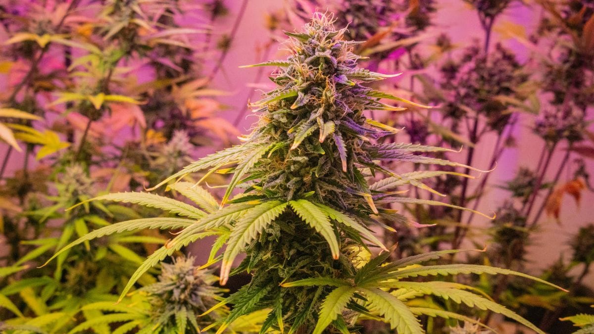 Medição de canabinoides avança com luz infravermelha em óleos de cannabis | CanvaPro