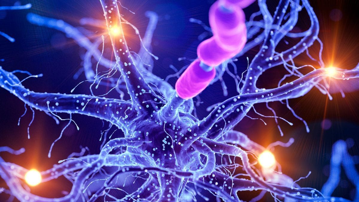 CONIME 2026 reúne especialistas em endocanabinologia e cannabis medicinal em São Paulo