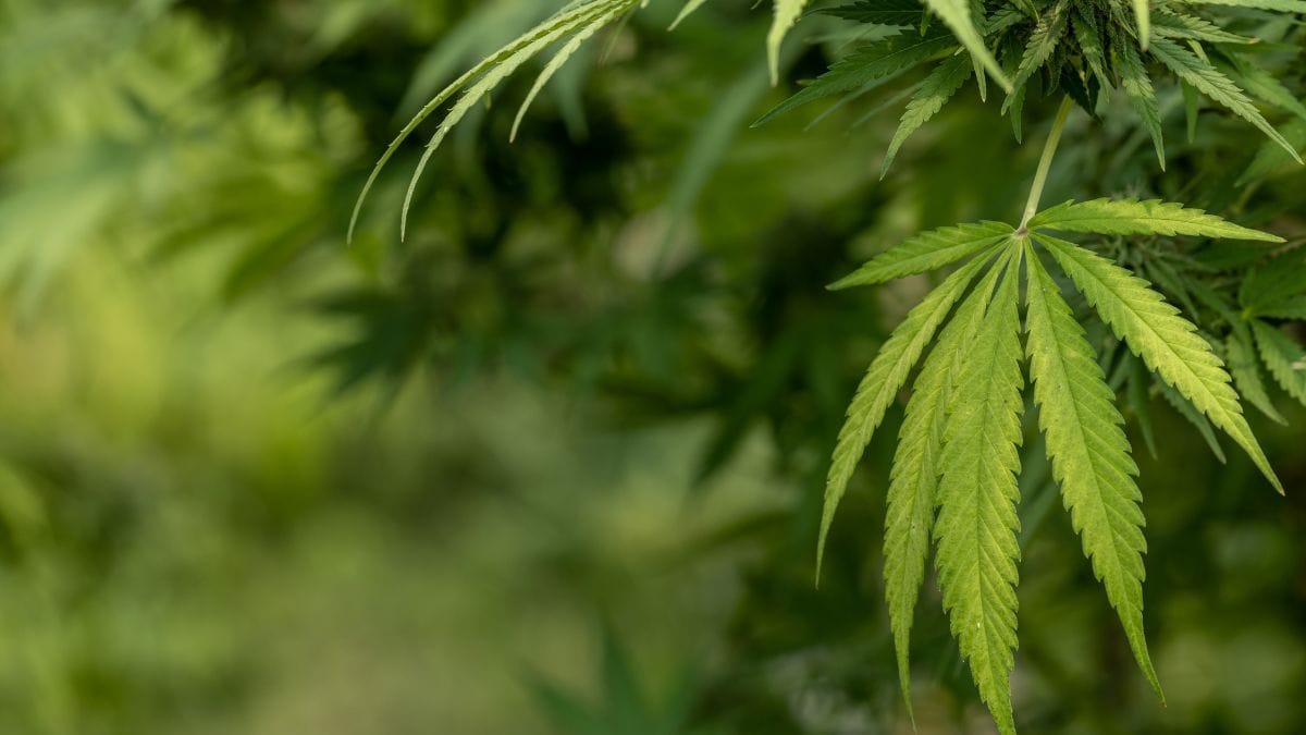 Discussão sobre legalização da cannabis avança nos Estados Unidos com foco em arrecadação e políticas públicas | CanvaPro