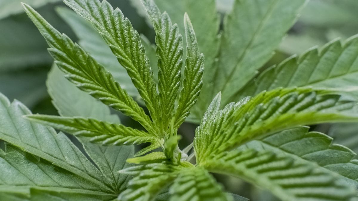 Reclassificação da cannabis nos EUA ganha apoio popular e impacto na saúde | CanvaPro