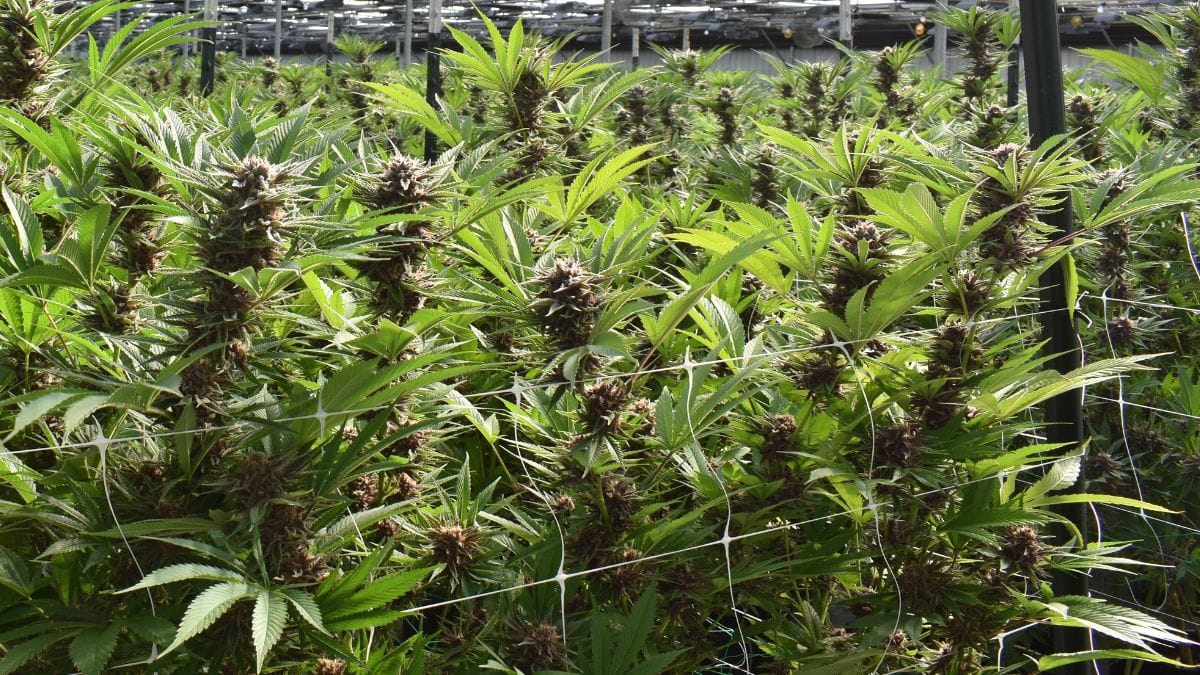 Associações de cannabis medicinal desenvolvem óleos com apoio de universidades no Brasil