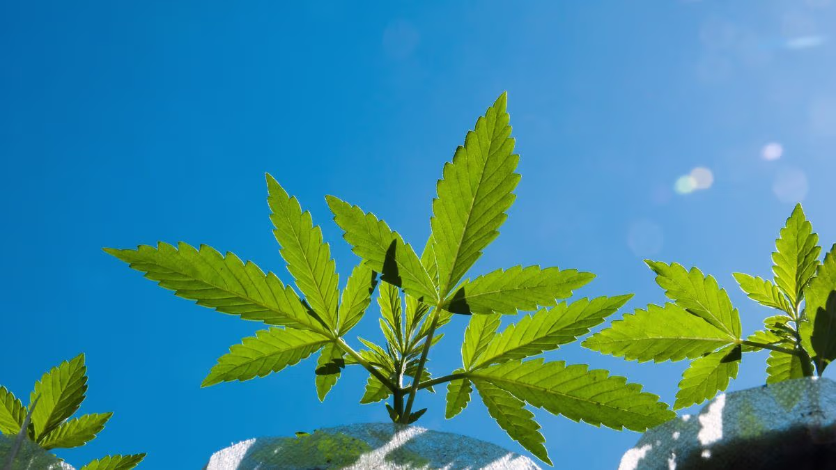 DEA inicia recebimento de pedidos de proteção para negócios de cannabis medicinal | CanvaPro