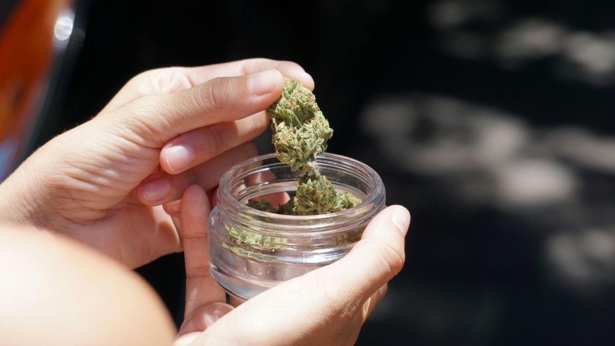 Cannabis medicinal e segurança pública nos Estados Unidos | CanvaPro