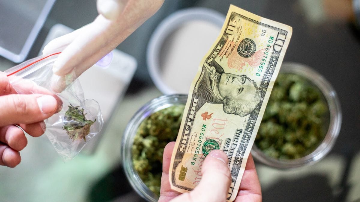 Estimativa do mercado ilegal de cannabis na Carolina do Norte movimenta bilhões | CanvaPro