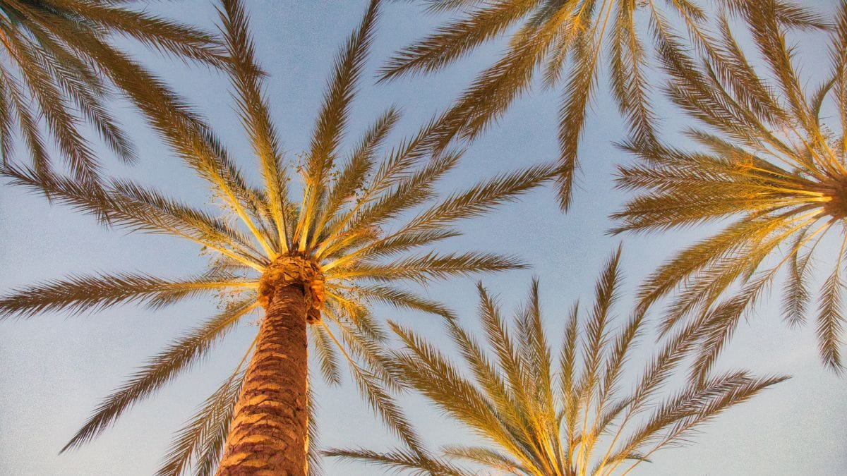 Enquanto isso, na Califórnia, debate sobre cannabis avança | CanvaPro