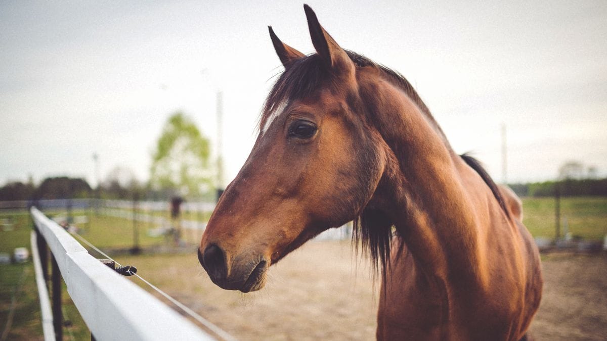 Veterinária realiza reabilitação equina com uso de cannabis medicinal | CanvaPro
