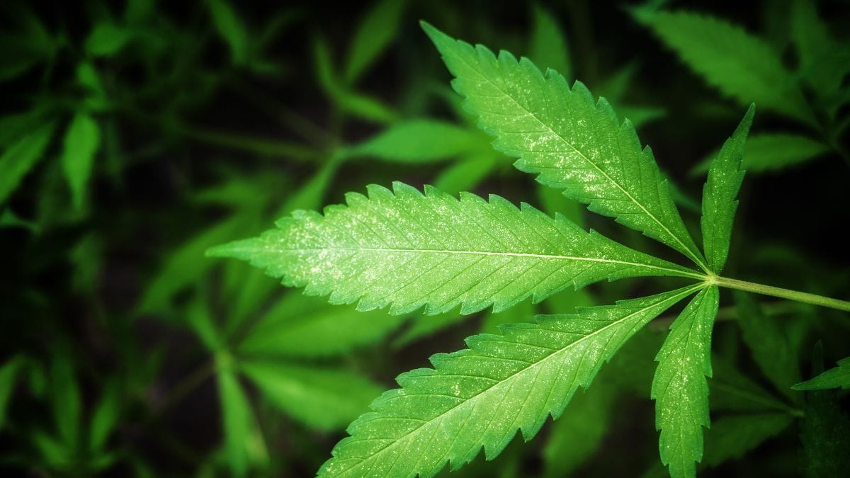 O impacto do THC na memória: o que diz novo estudo científico | CanvaPro