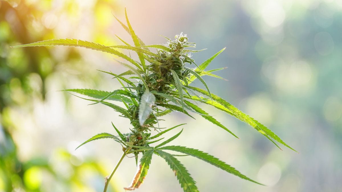 Mudanças na legislação da cannabis na Tailândia após flexibilização | CanvaPro