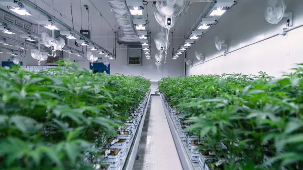 Flextem Biopharma aposta em ciência, controle de qualidade e padrão pharma-grade para ampliar o acesso à cannabis medicinal no Brasil. Foto: Divulgação/Flextem Biopharma.