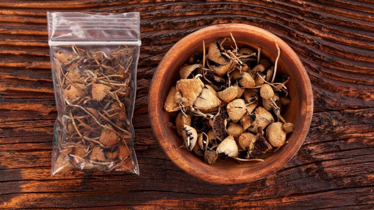 Psilocibina: prática de microdosagem se expande e ganha novo perfil nos EUA