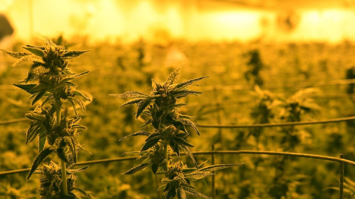 Especialistas indicam hidratação, descanso e ambiente tranquilo para aliviar desconfortos após consumo excessivo de cannabis. | CanvaPro