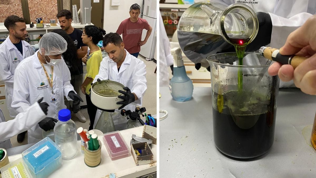 UnB lança Observatório de Cannabis para legitimar produção nacional e mapear uso terapêutico