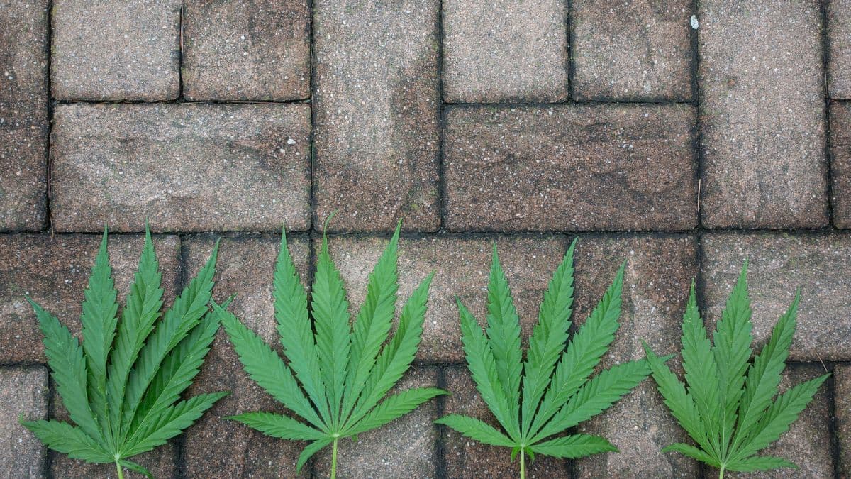 Concreto de cânhamo ganha força no Havaí com novo projeto de lei aprovado