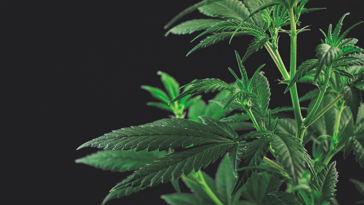 Mercado de cannabis na Virgínia pode ser regulamentado até 2027, segundo nova proposta legislativa | CanvaPro