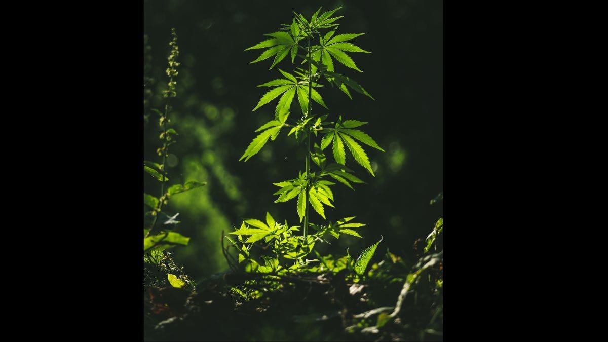 Be Natural aposta em ciência, rastreabilidade e diversidade de formatos para ampliar a experiência do paciente com cannabis medicinal | CanvaPro