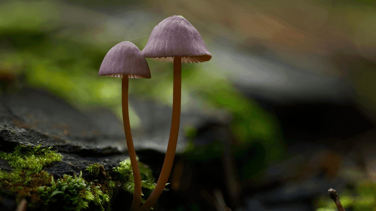 Psilocibina na Finlândia: cogumelos psicodélicos seguem proibidos por lei