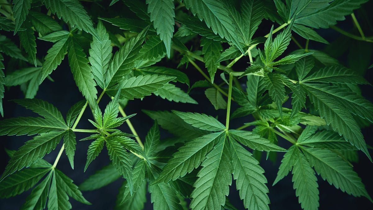 Ensino superior amplia estudos e formação profissional sobre cannabis | CanvaPro