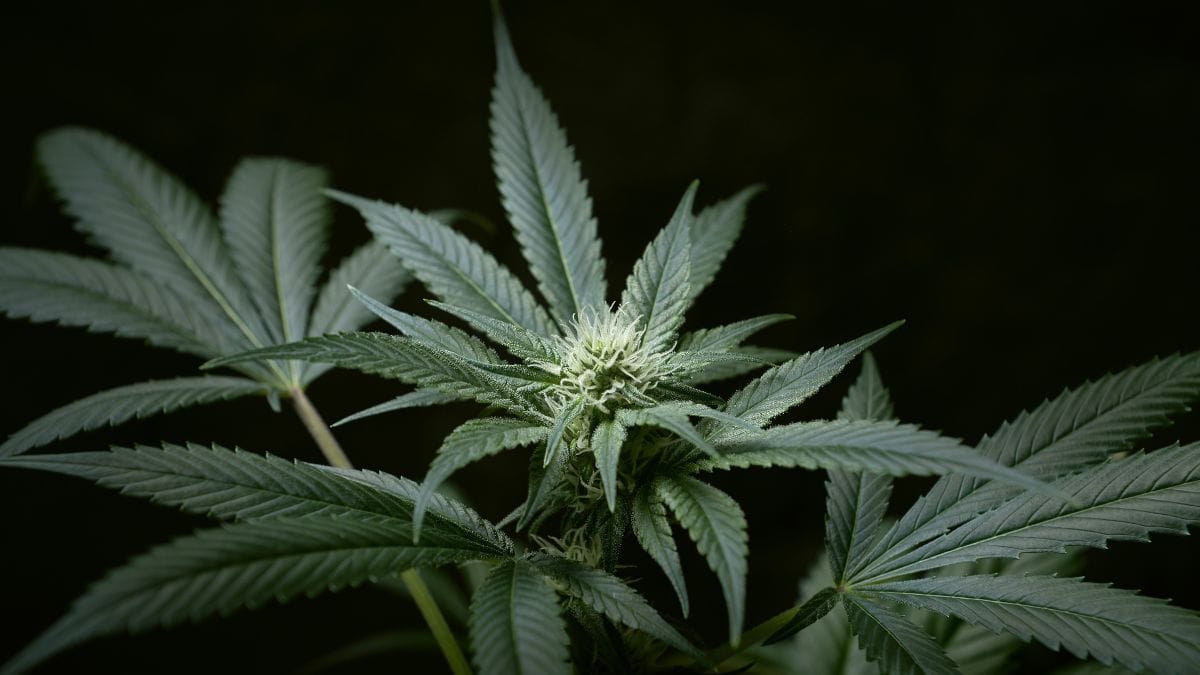 Empresas se registram no portal da DEA para operar dispensários de cannabis medicinal nos Estados Unidos