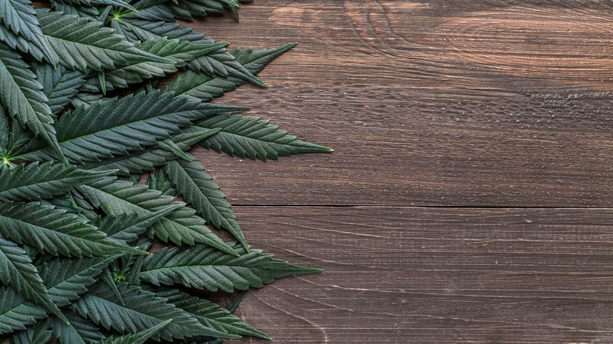 Pesquisa científica analisa impacto da cannabis na condução veicular | CanvaPro