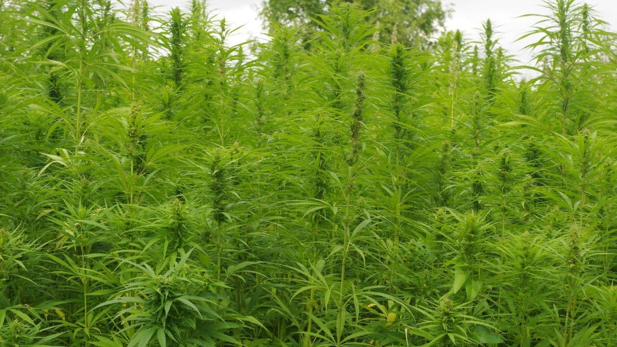 UFMT promove ciclo de palestras sobre cânhamo industrial no Brasil