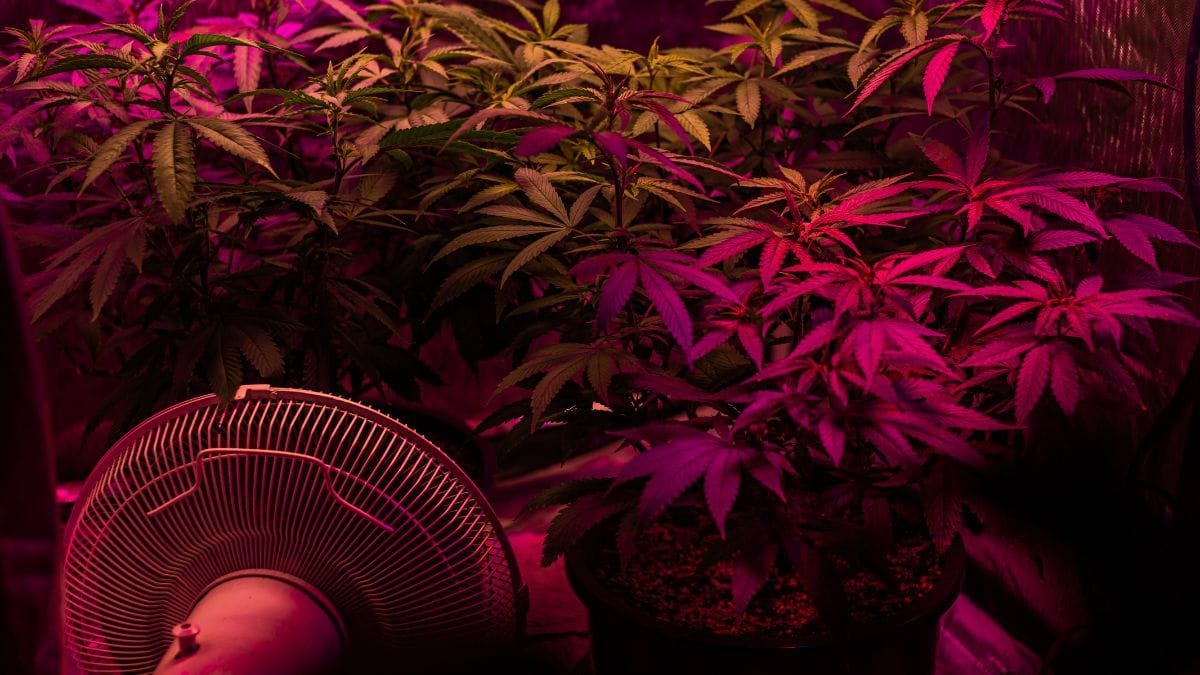 Cultivo doméstico de cannabis nos Estados Unidos cresce com preocupações sobre pesticidas | CanvaPro