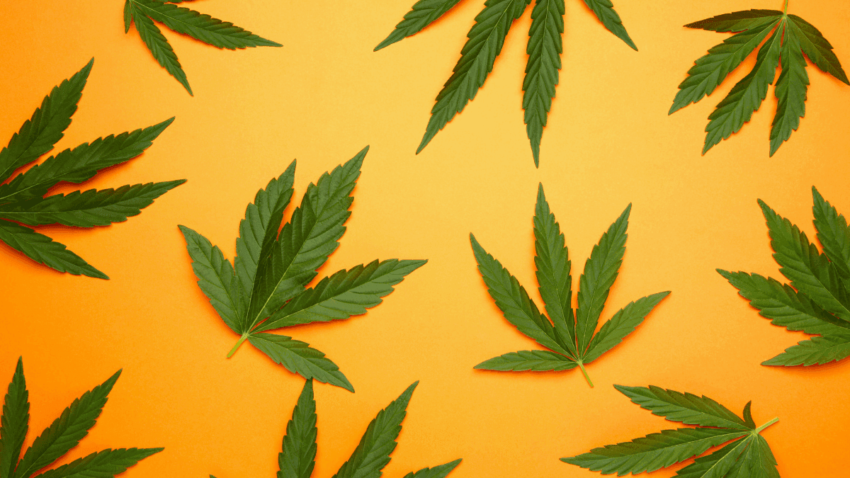 Legalization of cannabis may reduce opioid use, study with 28,000 people suggests