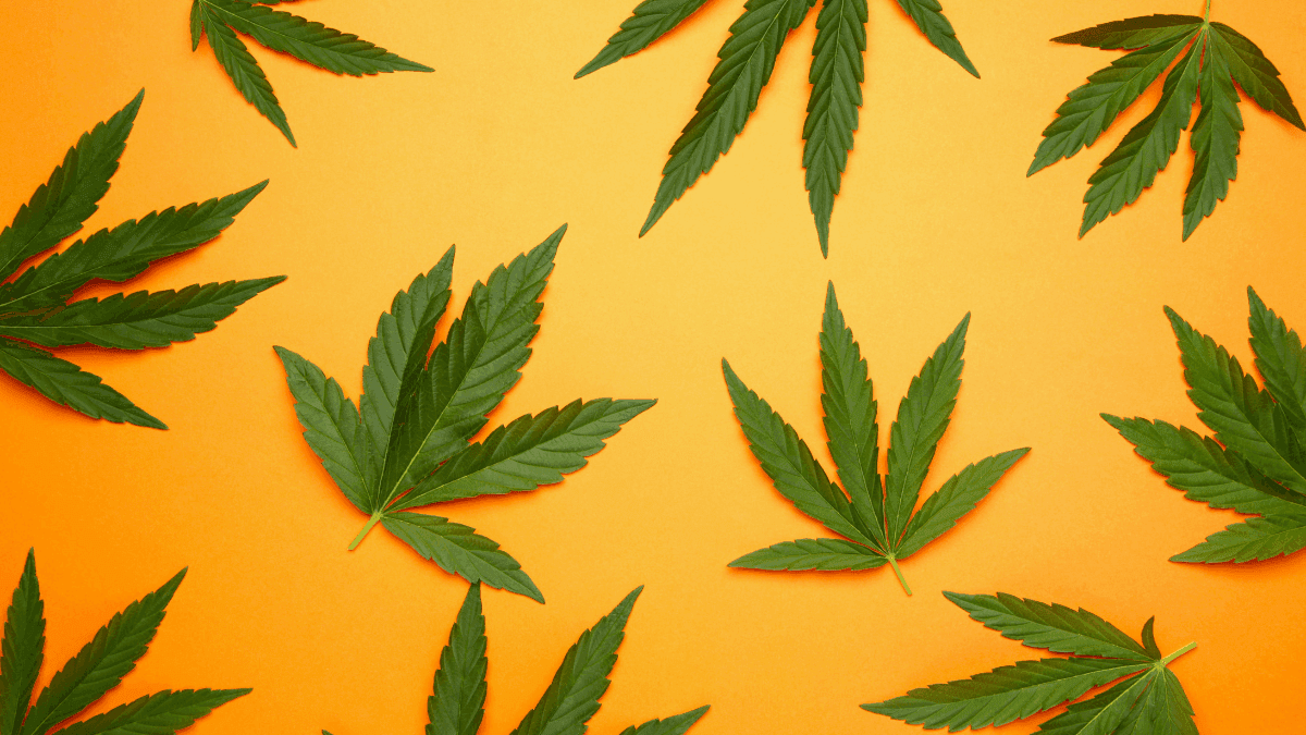 Legalização da cannabis pode reduzir uso de opioides, aponta estudo com 28 mil pessoas