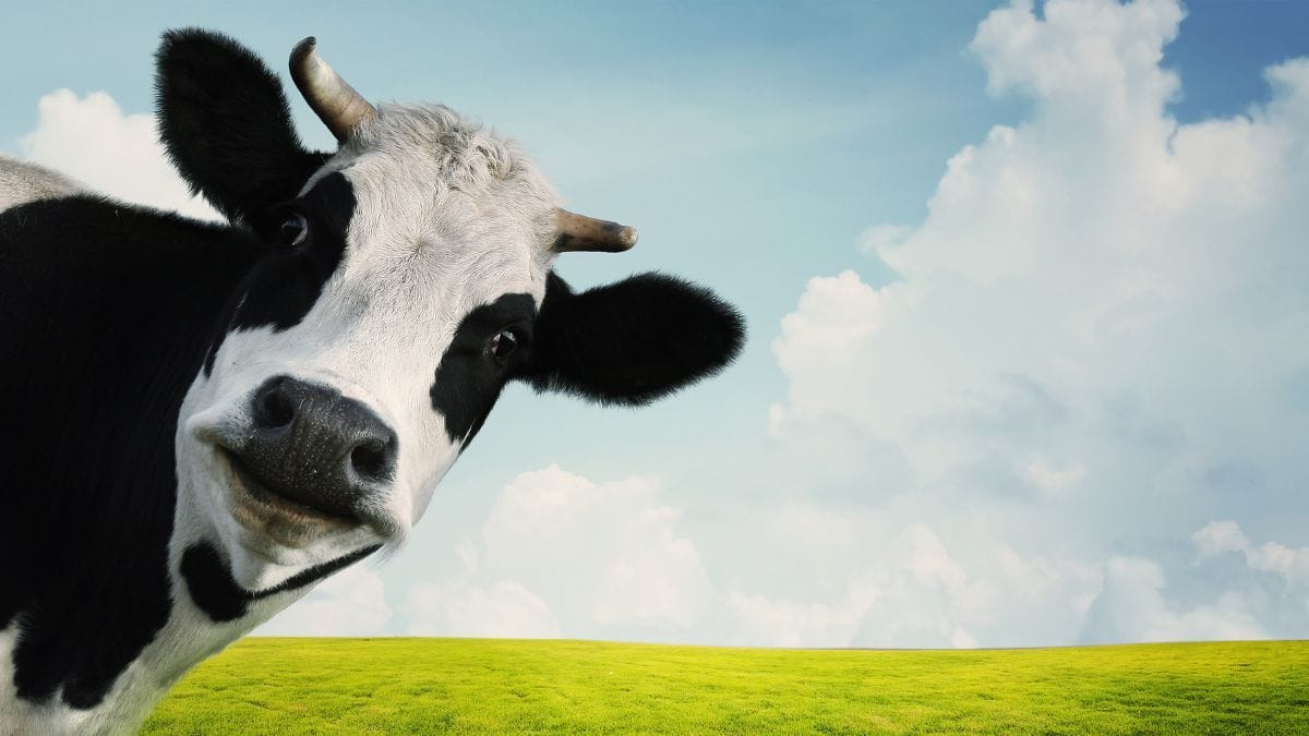 Resíduo de cannabis reduz em até 34% o metano produzido por bovinos, aponta novo estudo