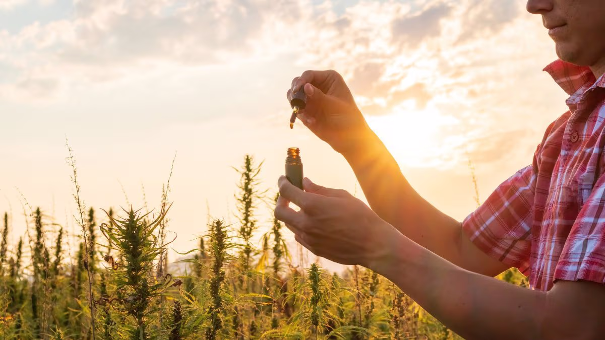 Especialistas discutem cannabis medicinal em masterclasses online multidisciplinares