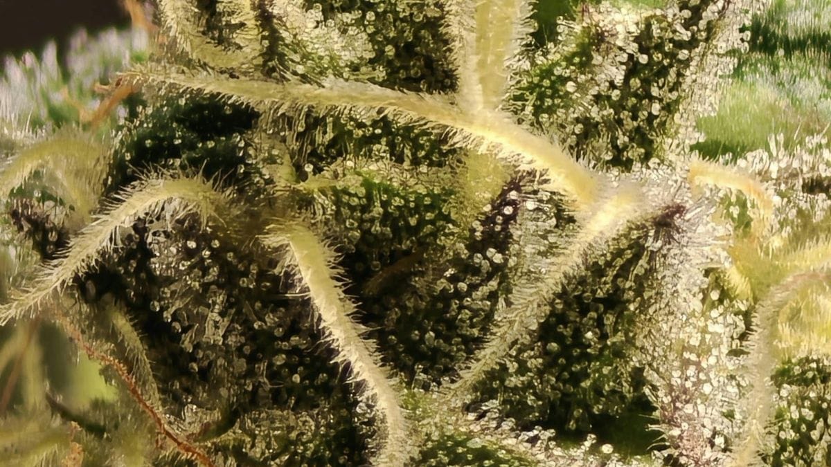 Flavoalcaloides na cannabis: descoberta inédita revela nova classe de compostos