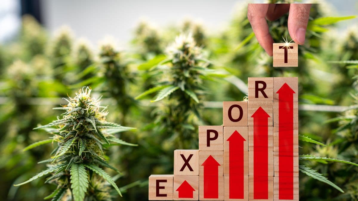 Alemania supera las 200 toneladas en importación de cannabis medicinal