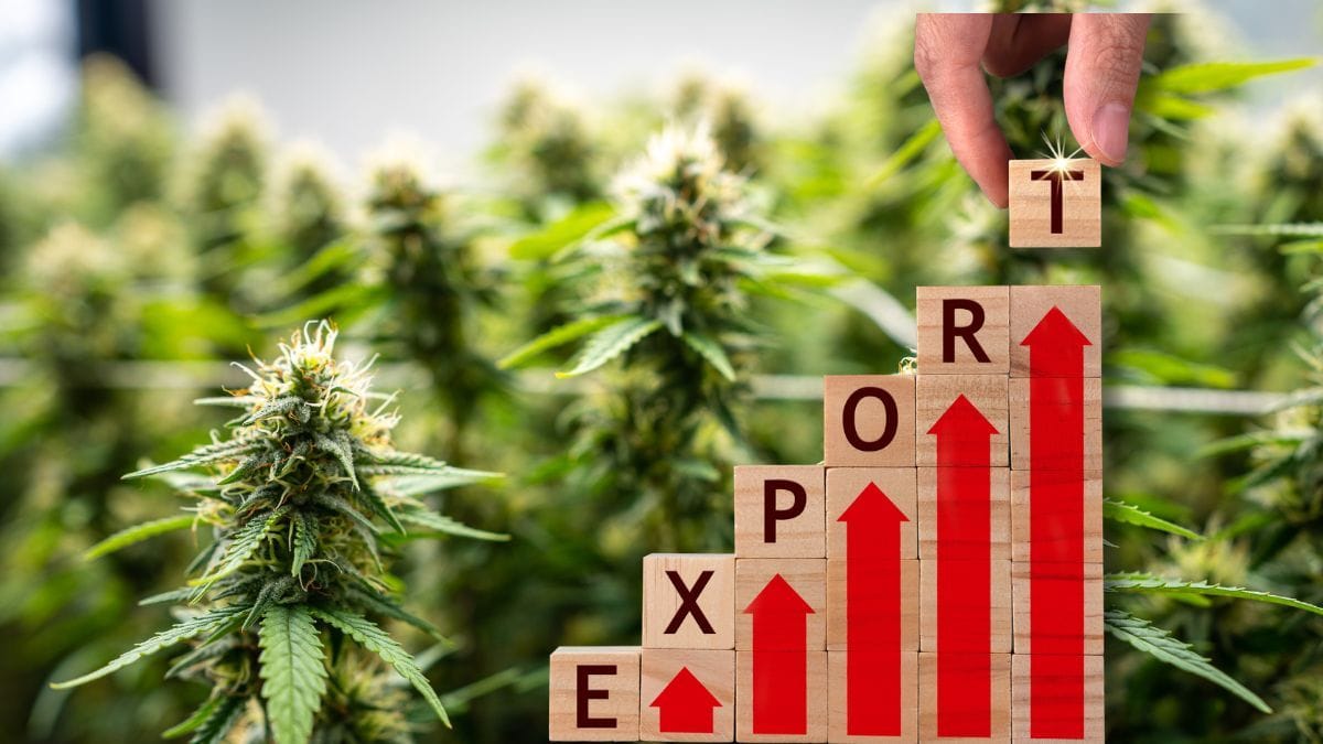 Importação de cannabis medicinal na Alemanha ultrapassa 200 toneladas em 2025