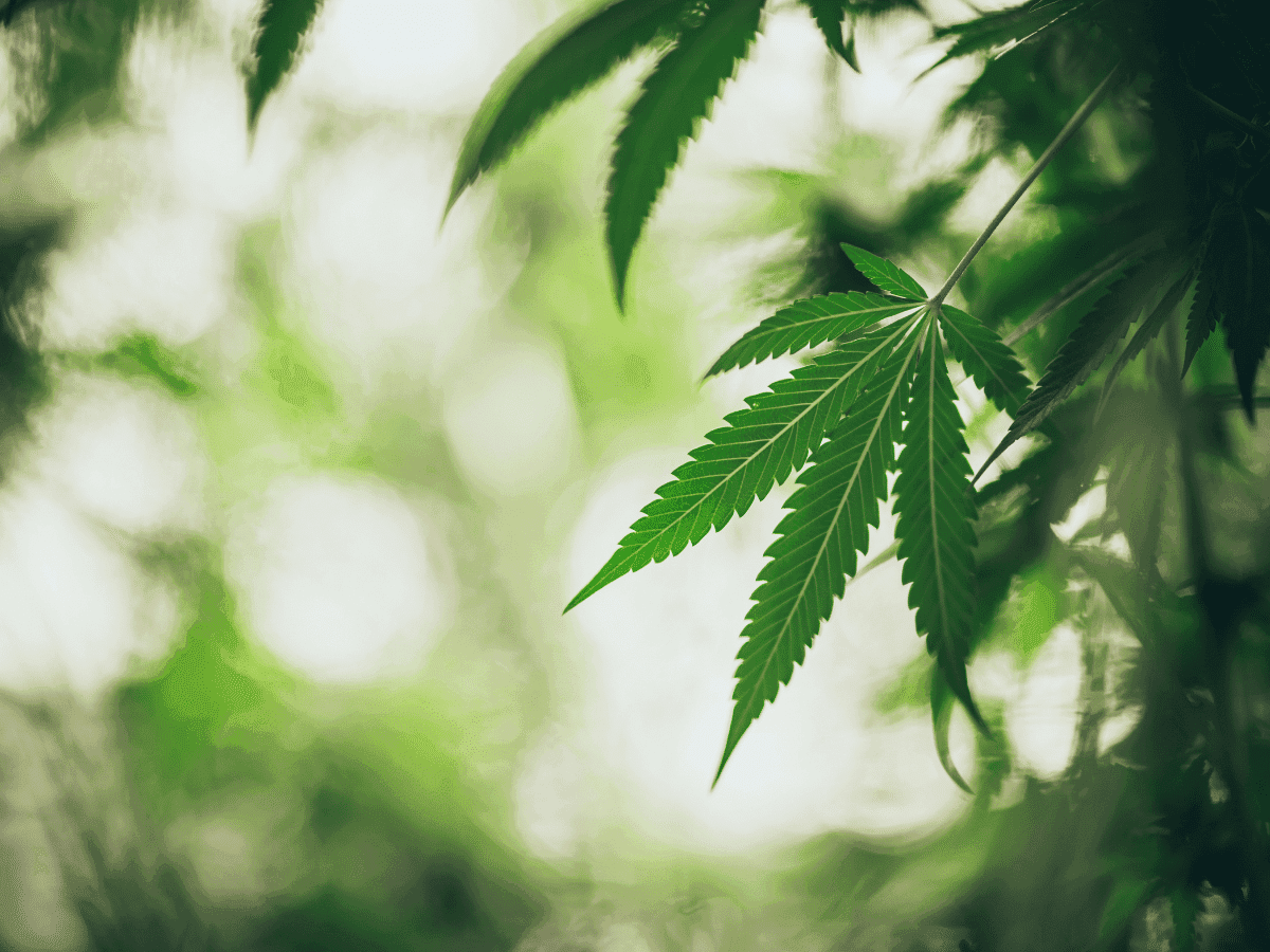 Crítica às medidas sanitaritas contra à cannabis