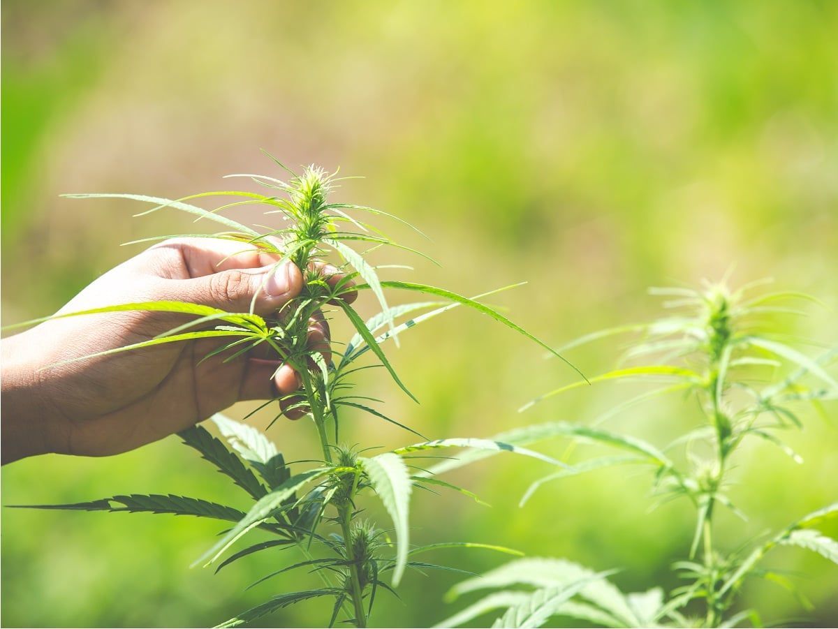 Cultivadores indoor de maconha compartilham dicas pré-colheita para iluminação, nutrientes, temperatura e irrigação