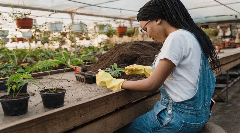 Cultivar cannabis em casa - as implicações da lei e como obter autorização