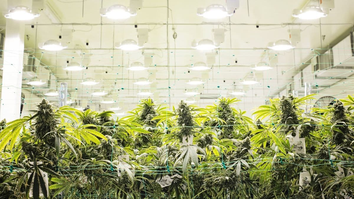 Medical cannabis company invests 2.3 million in Portugal