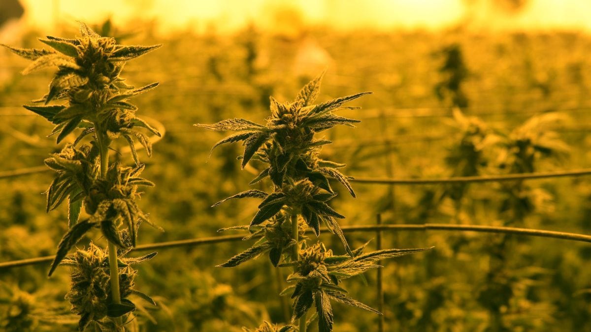 Gana e a Nova Fronteira Verde: o que o Brasil pode aprender com a regulamentação da cannabis na África