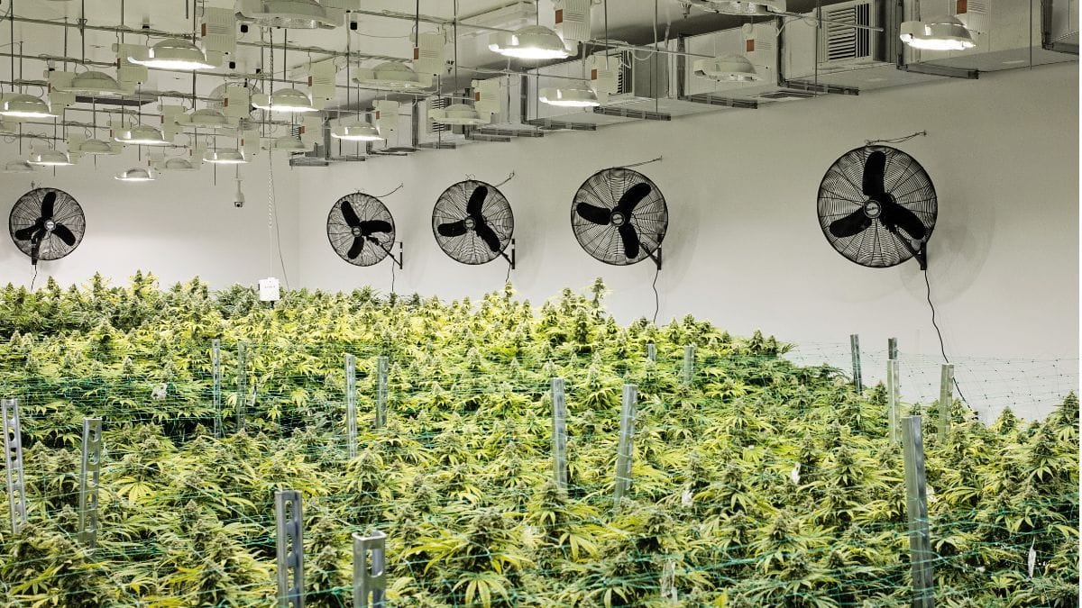 Como a energia solar pode revolucionar a produção de cannabis