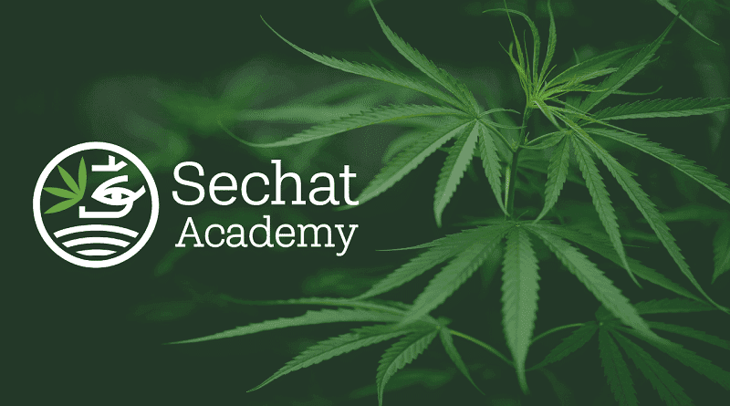 Curso imersivo em prescrição de canabinóides na prática clínica é lançado pela Sechat
