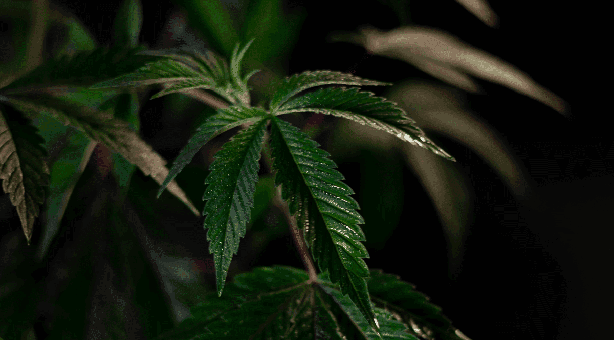 Da proibição à prova científica: os benefícios da cannabis são confirmados