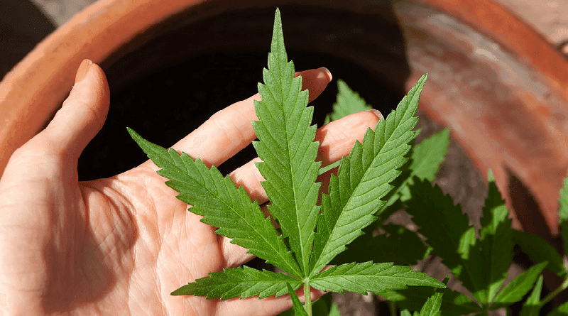 Deputado Estadual do Piauí afirma que vai propor novamente projeto sobre uso medicinal da cannabis