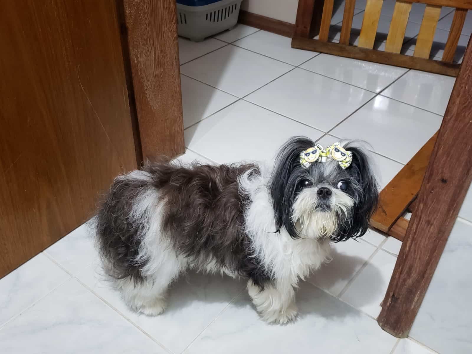 Dermatite Atópica: Conheça a história do Shih Tzu que teve melhora na qualidade de vida com uso do óleo de cannabis