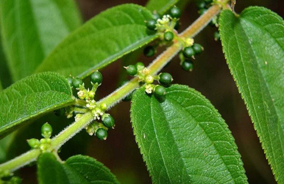 Descubra a alternativa brasileira para o CBD sem efeitos psicoativos