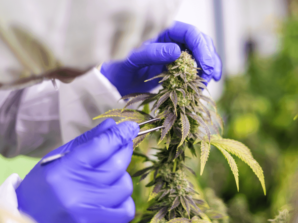 Desenvolvimento genético será destaque na Medical Cannabis Fair 2024 em São Paulo