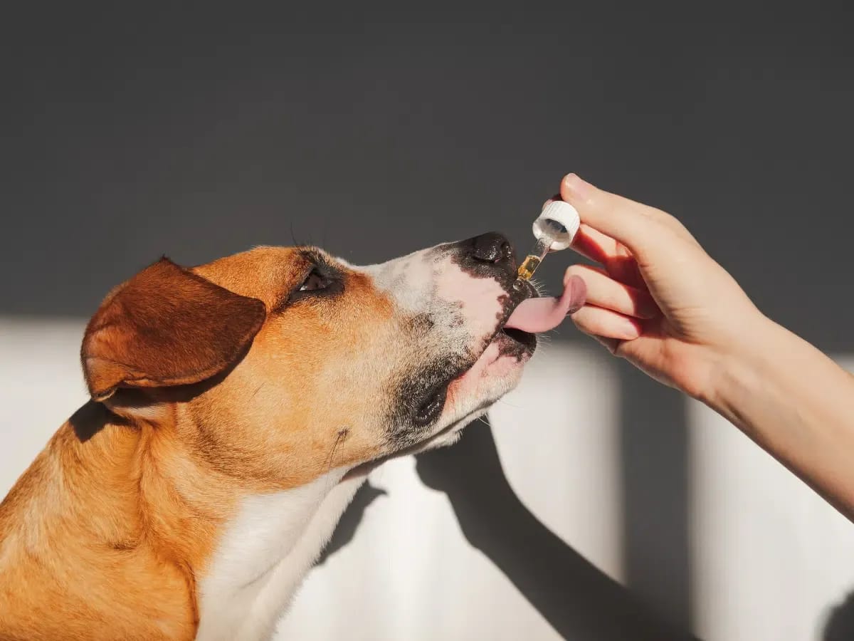 Cannabis Medicinal em animais de estimação: segurança e tratamento de Doenças