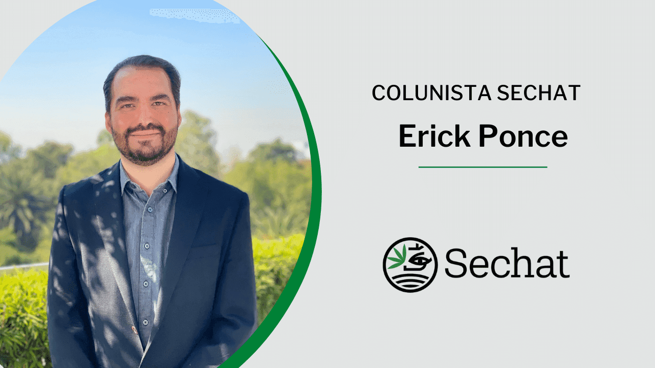 Desinformação e cannabis: outro mercado paralelo