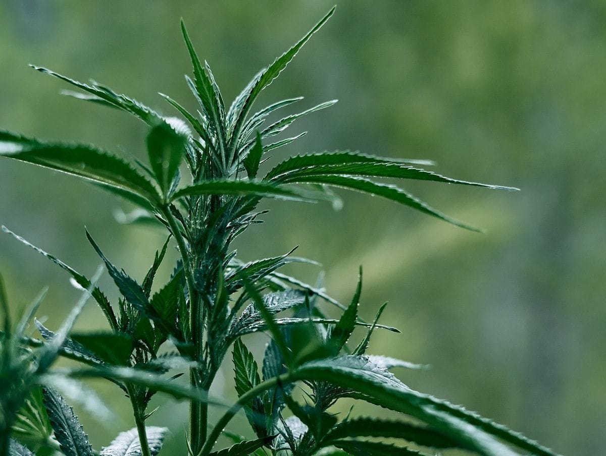 Distribuição de canabidiol vira projeto de lei na Câmara de Curitiba