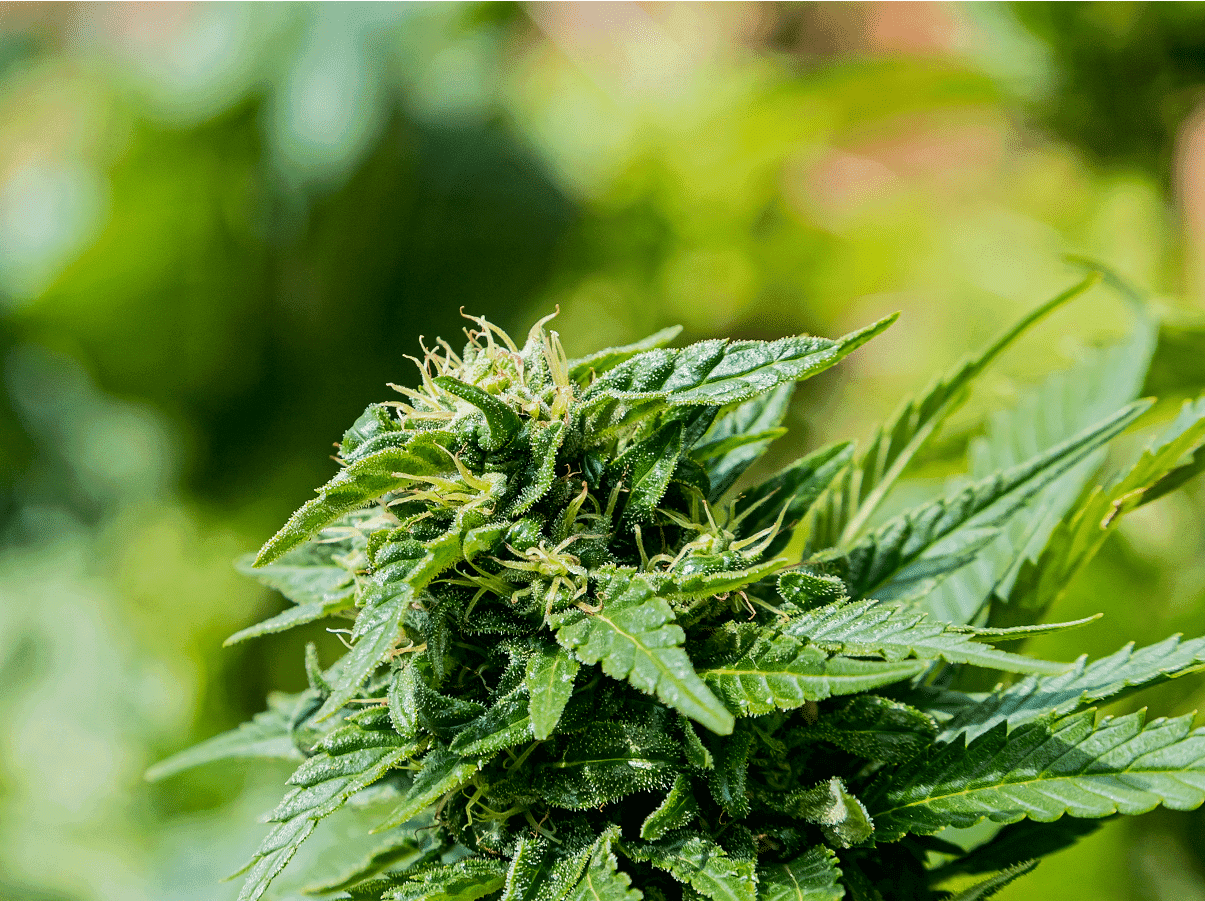 Paraguai faz história com a exportação de flores de Cannabis industrial para a Suíça sob o nome de Kuñatai
