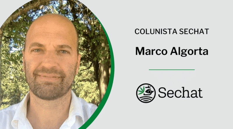 Divisão no mercado da cannabis faz todos perderem